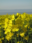 SX18008 Field of yellow Rape (Brassica napus).jpg